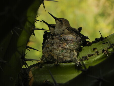 2 baby hummers in nest