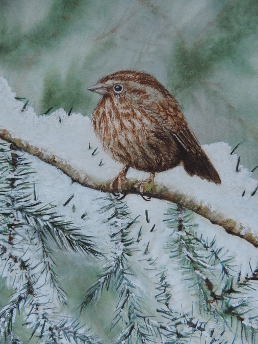 Song Sparrow Winter