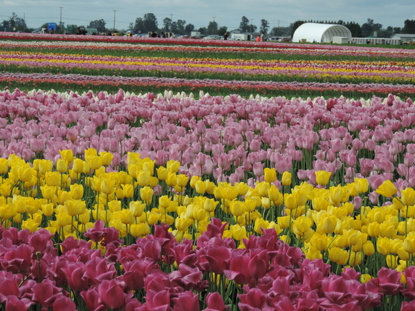 Abbotsford  Tulips