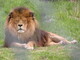 Aldergrove Zoo Lion