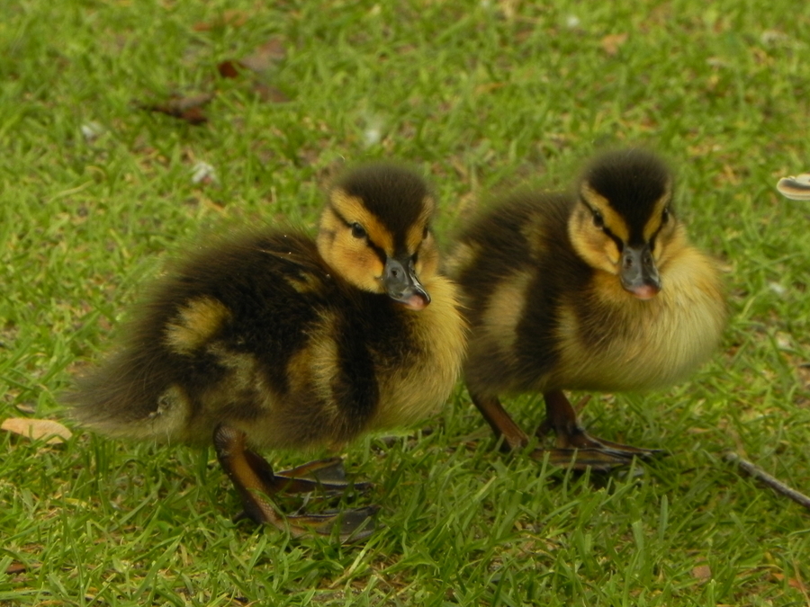 Baby Ducklings