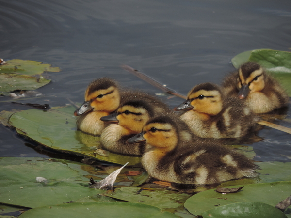 Baby Ducklings on lily pads