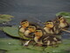 Baby Ducklings on lily pads