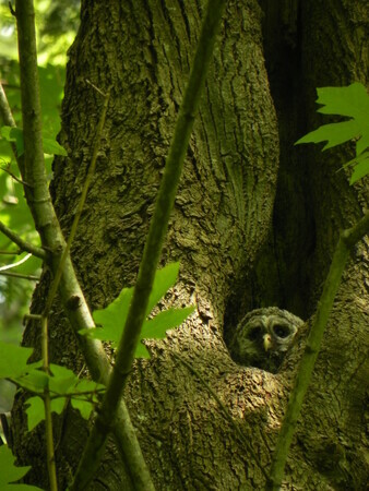 Baby Owl in Maple Tree