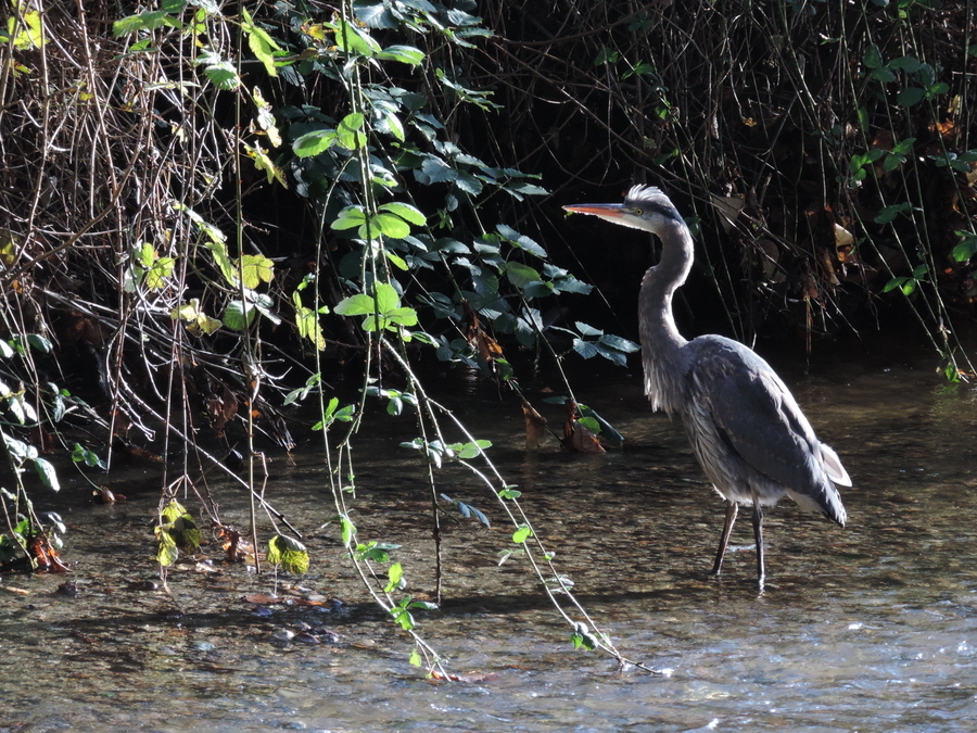 Backlit Heron