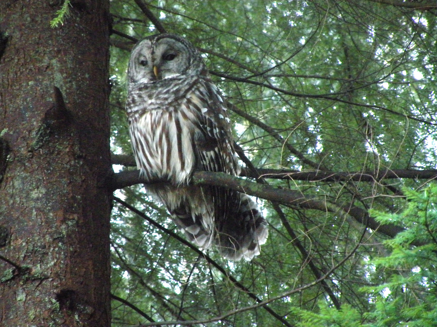 Barred Owl