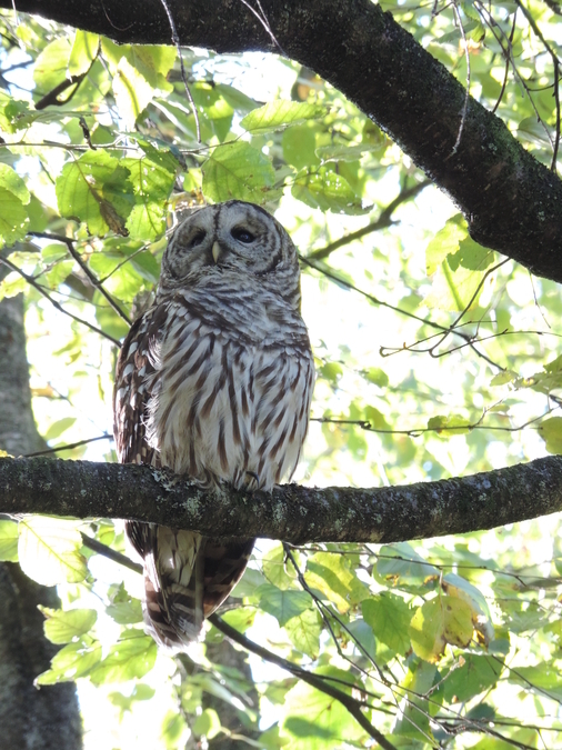 Barred Owl