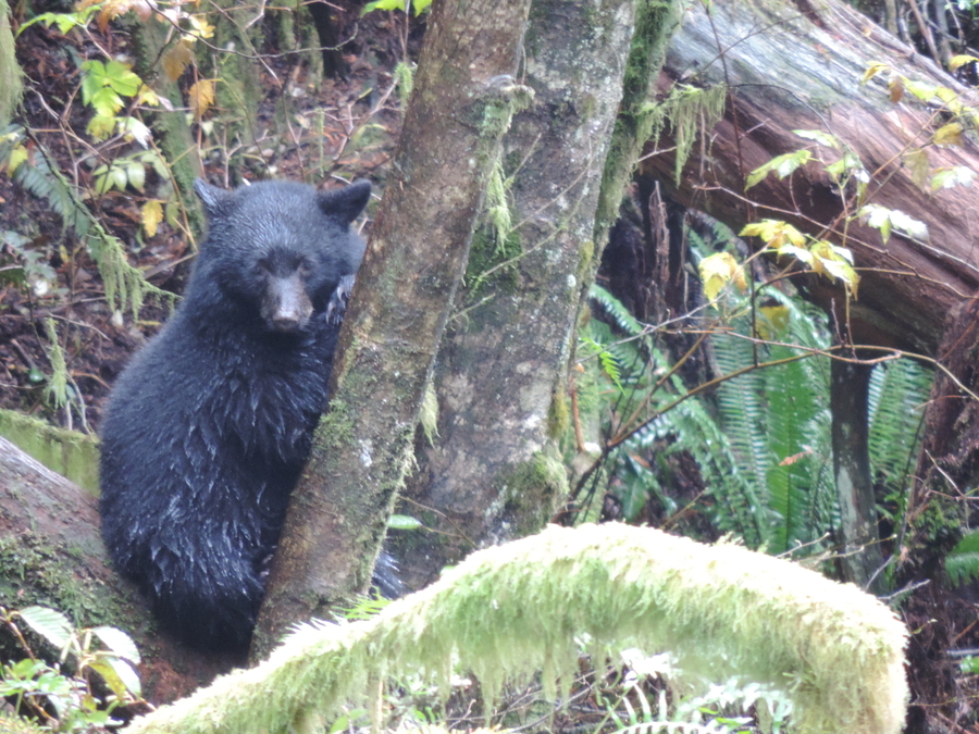 Bear Cub