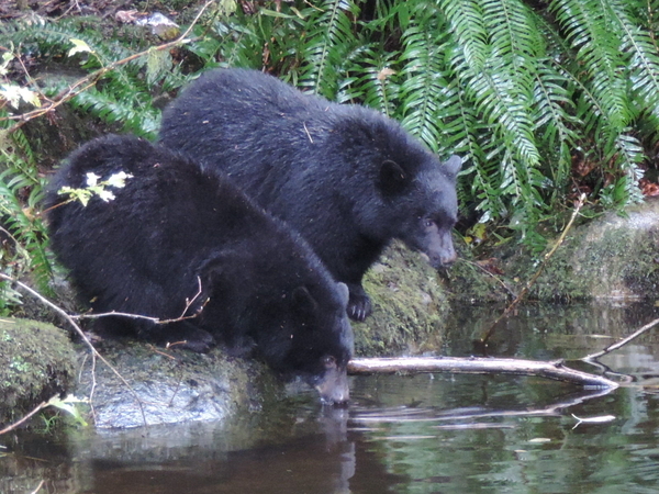 Bear Cubs