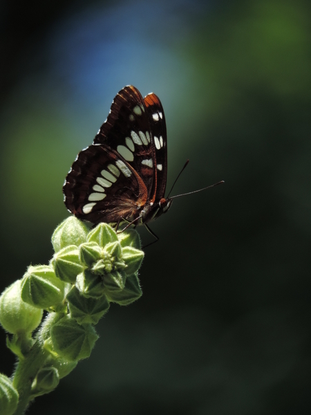 Beautiful  Butterfly