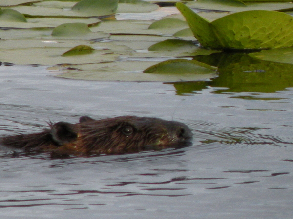 Beaver