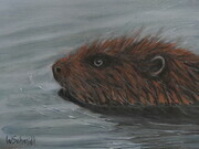 Beaver Swim