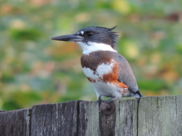 Belted Kingfisher