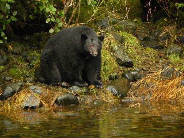 Old Charlie Bear