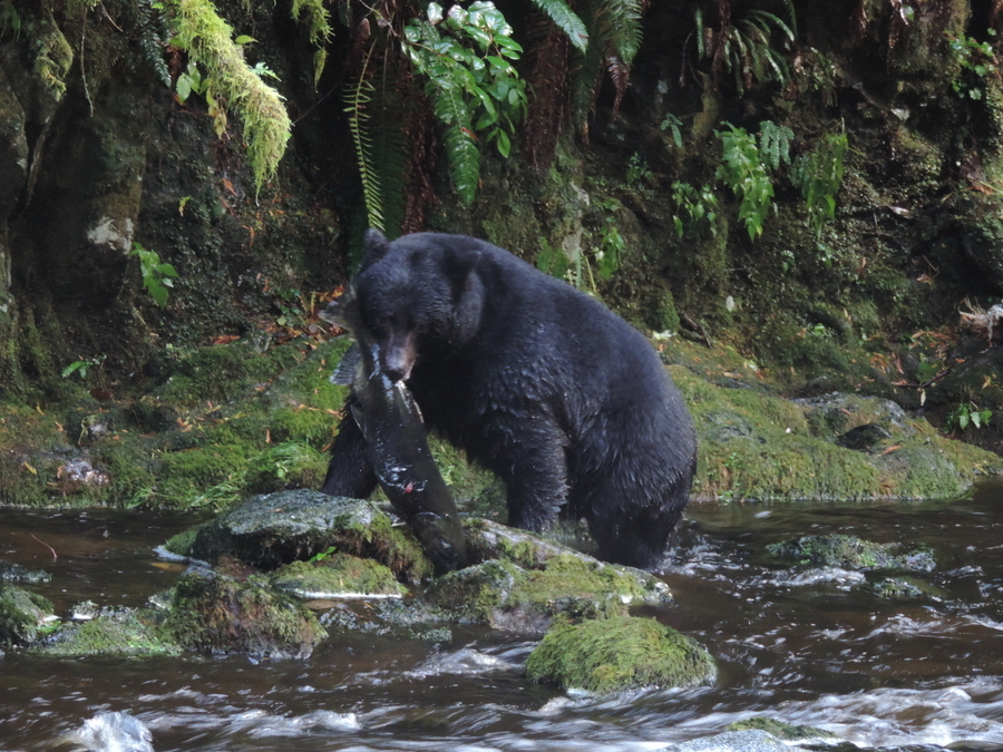 Black Bear Catch