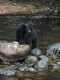 Black Bear on rocks