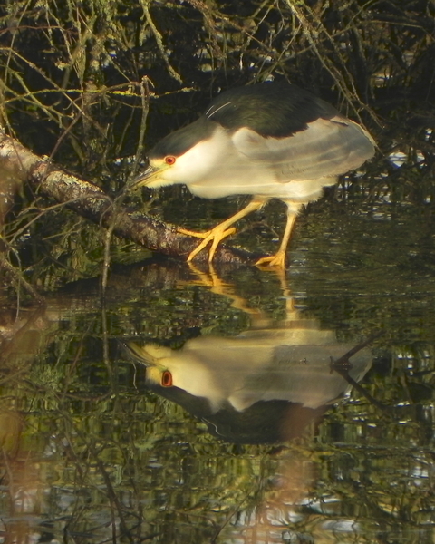 Black-Crowned Night Heron