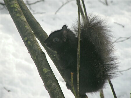 Black Squirrel in wintertime