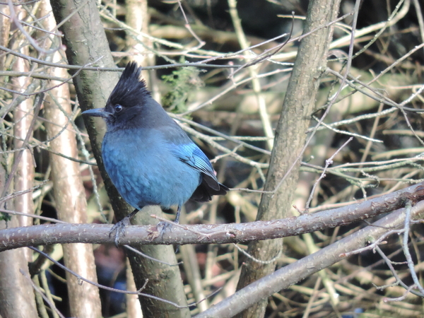 Blue Jay