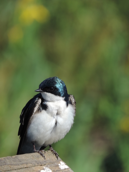 Blue Swallow