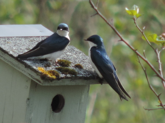 Blue Swallows