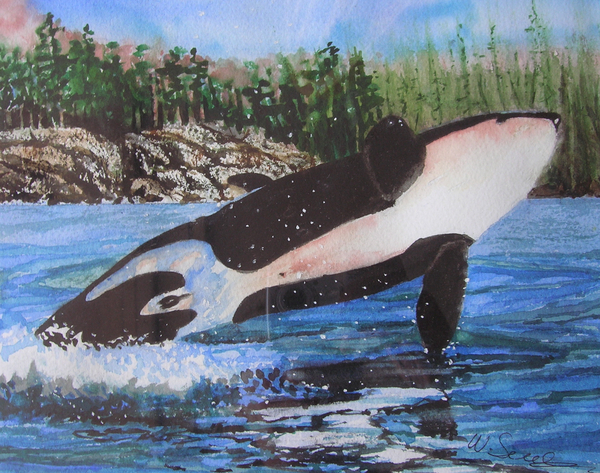 Breaching Orca