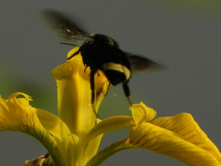 Bumblebee on a yellow flag iris