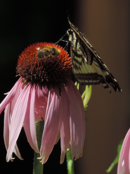 Butterfly and Bee Together