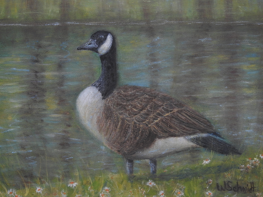 Canada Goose