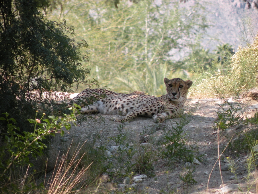 Cheetah