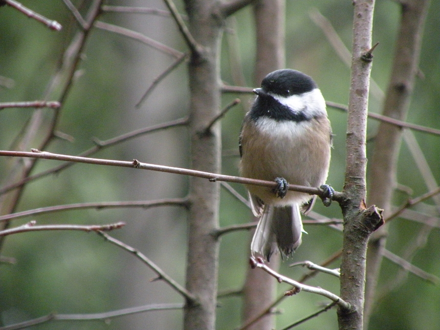 Chickadee