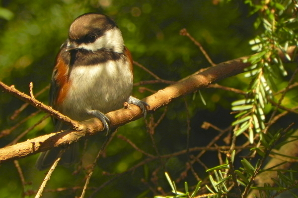 Chickadee on a pine branch