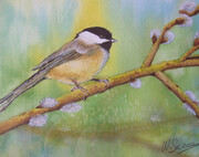Chickadee on a pussywillow branch