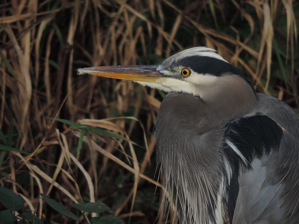 Close-up Heron