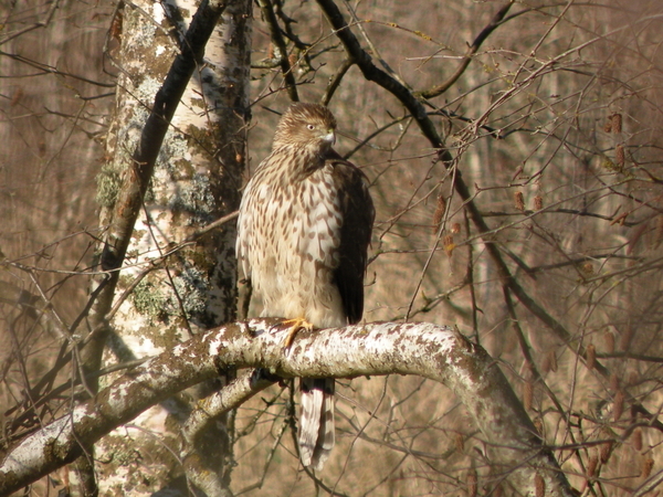 Coopers Hawk