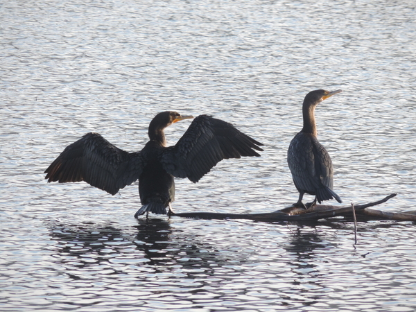 Cormorant Buddies