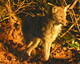 Coyote at sunset sighting