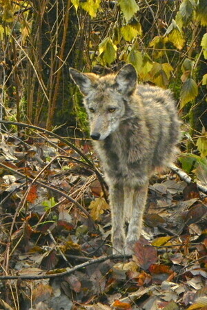 Coyote in Burnaby Lake