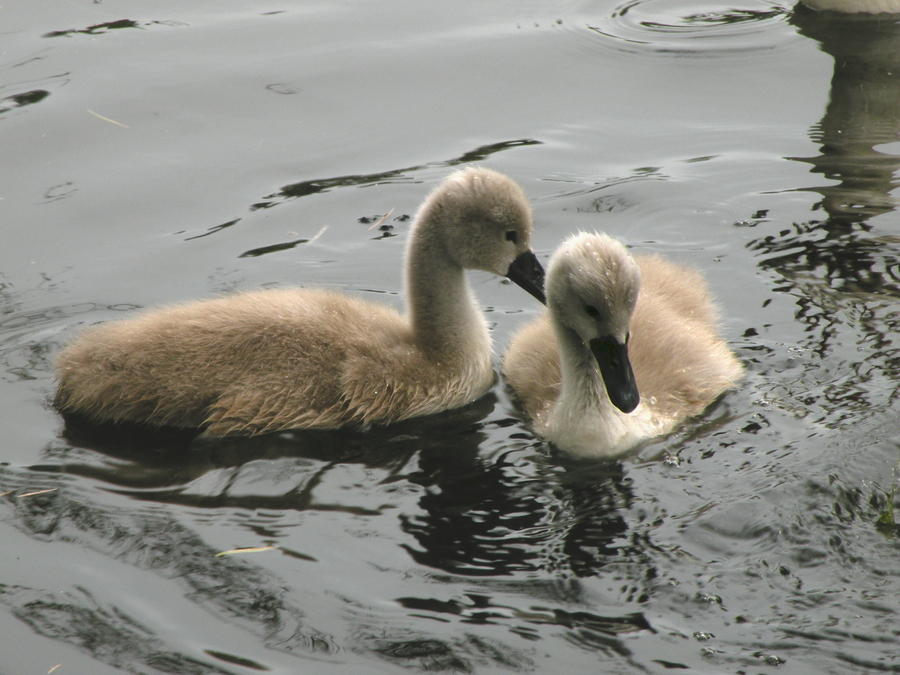 Cygnets