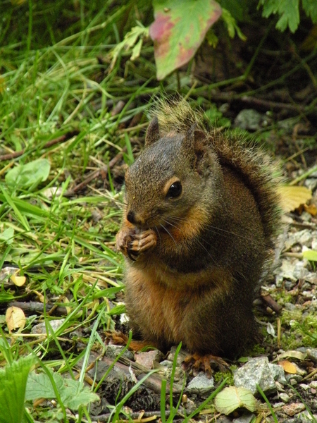 Douglas Squirrel