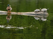 Duck & Turtles on a log
