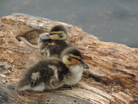 Ducklings on wood