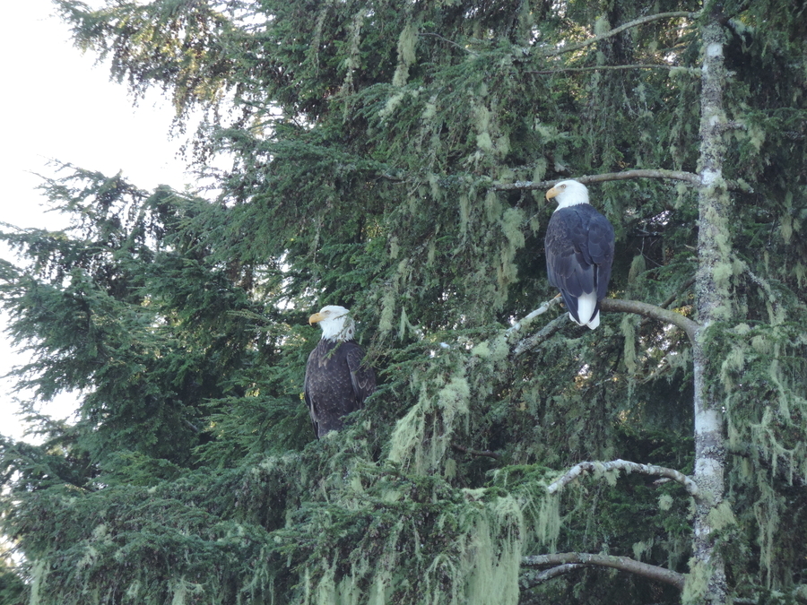 Eagle Pair