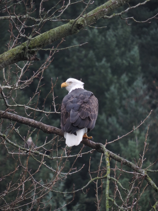 Eagle Stare