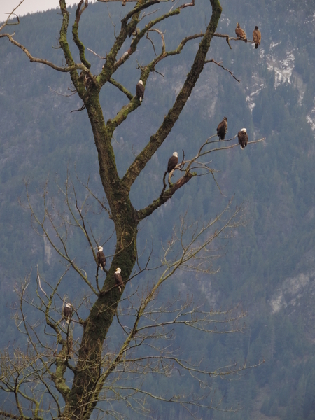 Eagle Tree in Harrison Hot Springs