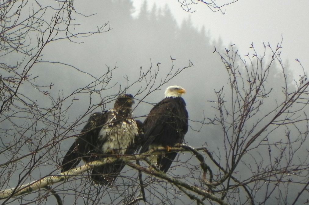 Eagles in the Rain