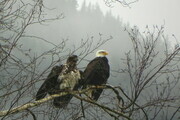 Eagles in the Rain