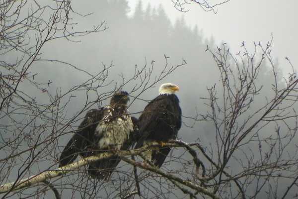 Eagles in the Rain