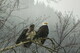 Eagles in the Rain
