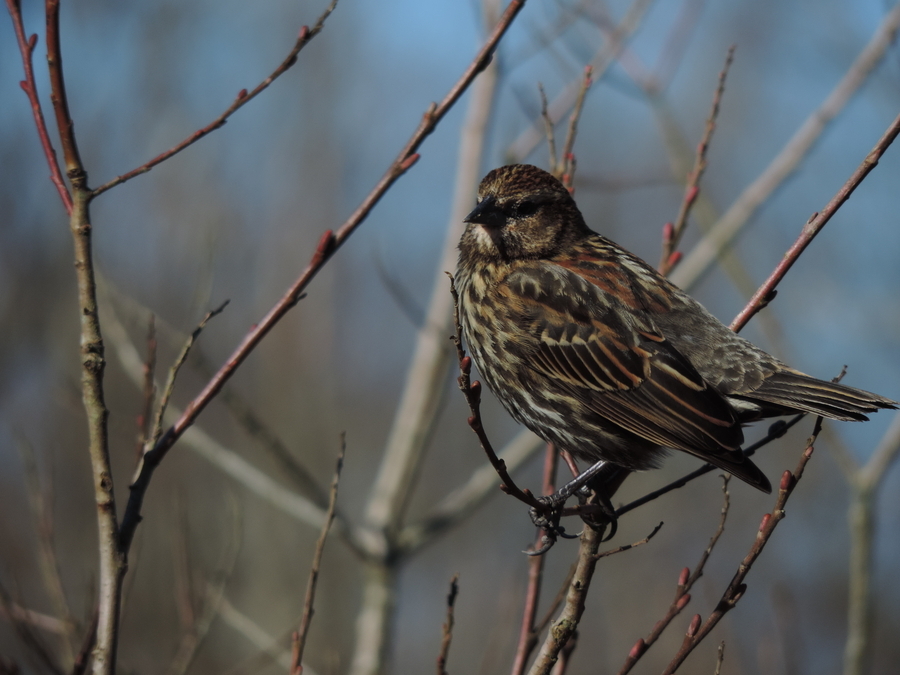 Female Blackbird